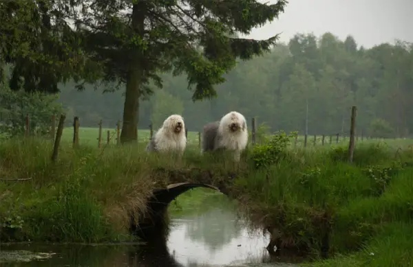 two cute old english sheepdog sisters enjoying their lives 23 photos 22