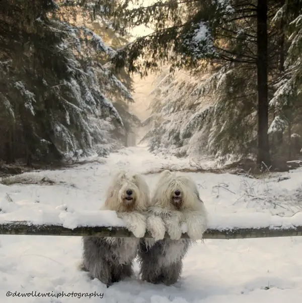 two cute old english sheepdog sisters enjoying their lives 23 photos 3