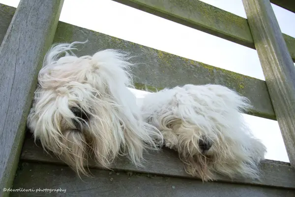 two cute old english sheepdog sisters enjoying their lives 23 photos 4