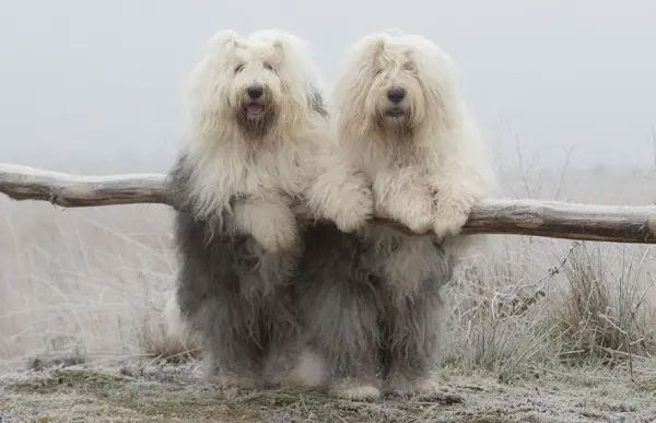 two cute old english sheepdog sisters enjoying their lives 23 photos 5