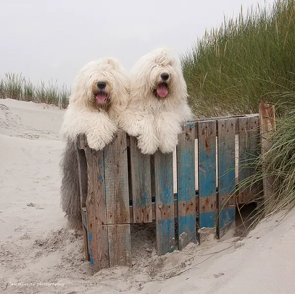 two cute old english sheepdog sisters enjoying their lives 23 photos 9