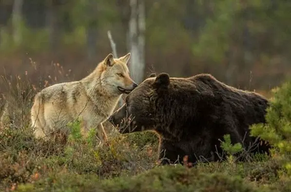 unusual buddies seen in the finnish wilderness 10 pics 6
