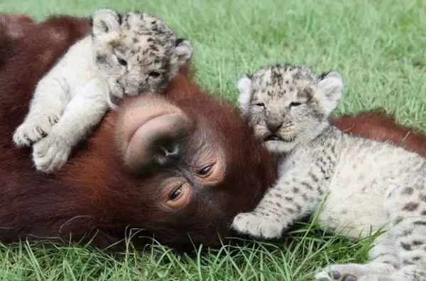 unusual friendships like these are proof that nature has everything under control 14 pics 12