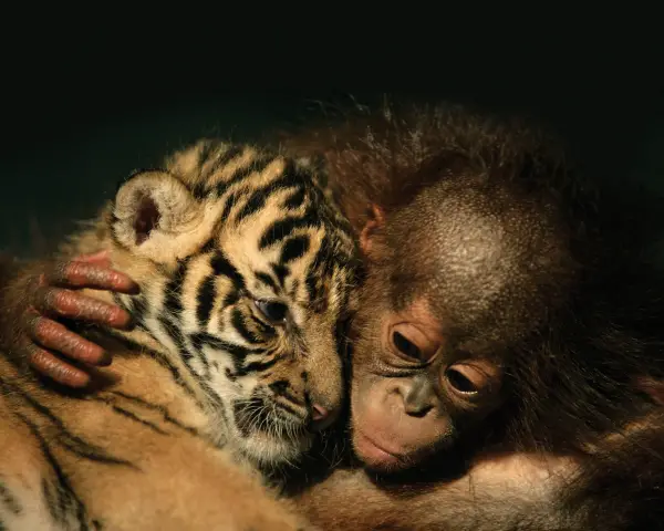 unusual friendships like these are proof that nature has everything under control 14 pics 3