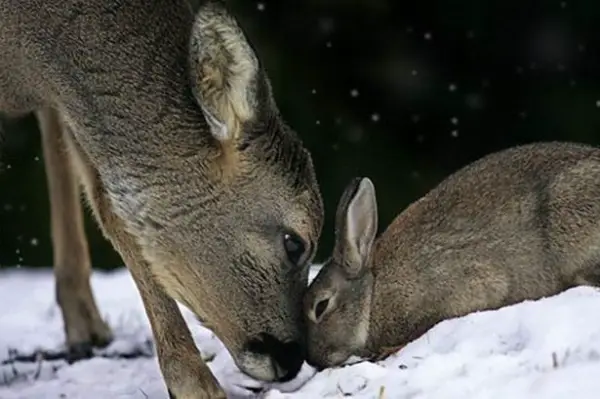 unusual friendships like these are proof that nature has everything under control 14 pics 5