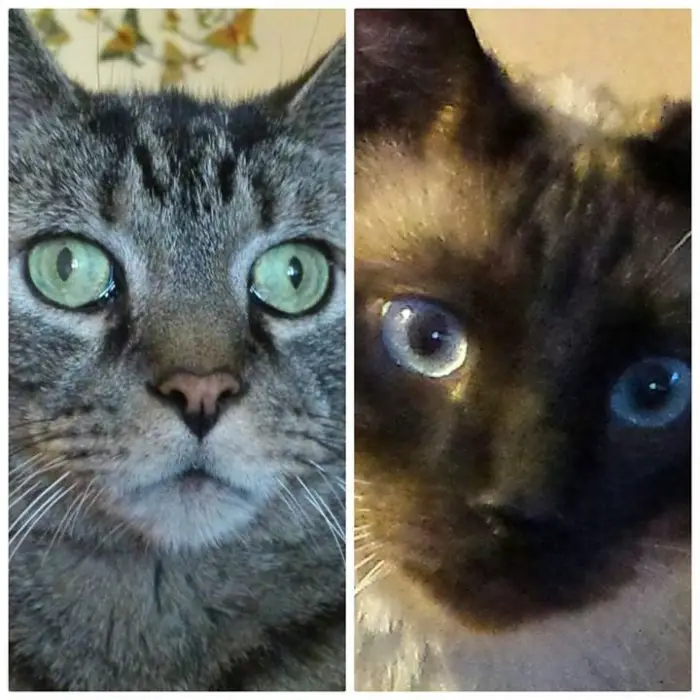 Author: Dana Werner, Description: dva mace i njihov cat selfie sa blicem i bez blica