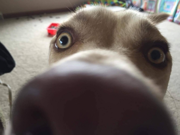 Author: Josie Wegmiller, Description: Adorable dog being very close to the camera while taking a dog selfie.