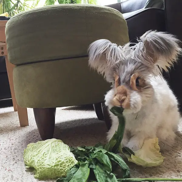 wally is the newest bunny sensation 10 pictures 10