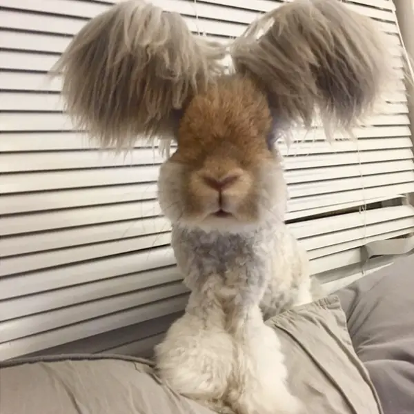 wally is the newest bunny sensation 10 pictures 3