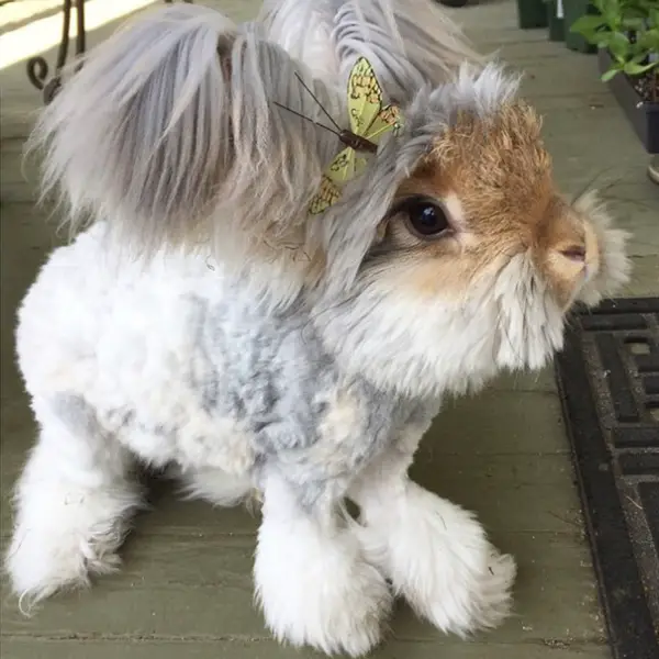 wally is the newest bunny sensation 10 pictures 4
