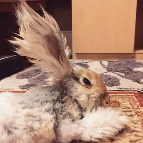 wally is the newest bunny sensation 10 pictures 9