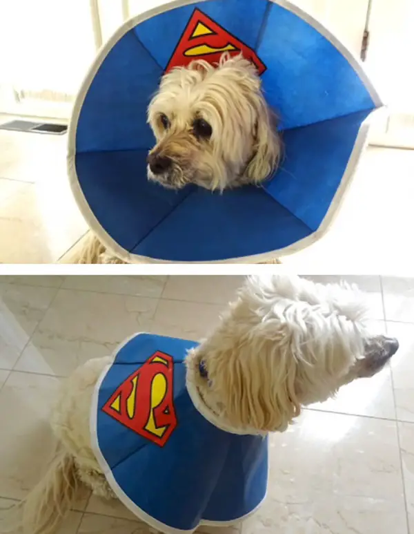 wearing a cone of shame can be fun if you are creative 12 pictures 10