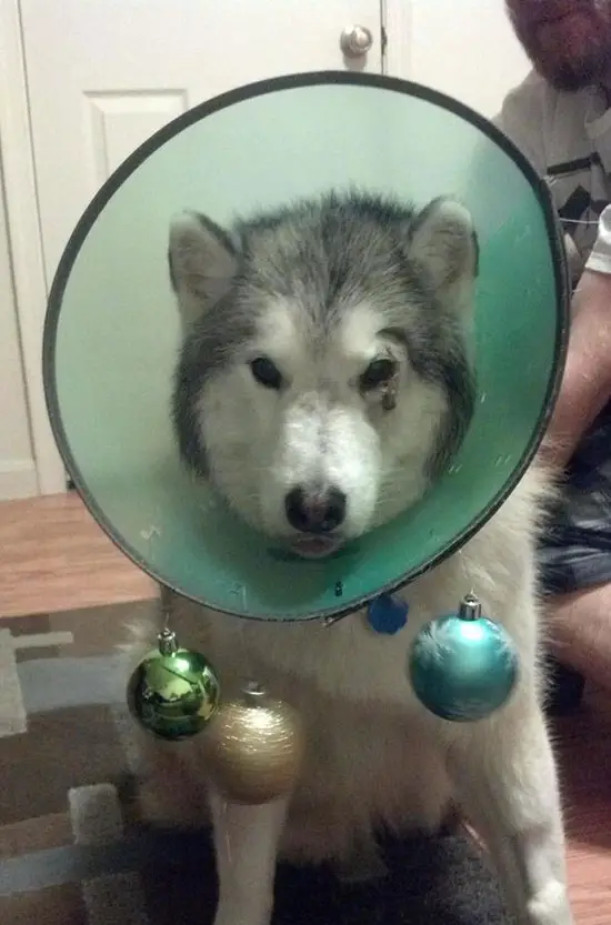 wearing a cone of shame can be fun if you are creative 12 pictures 11