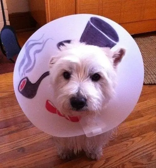 wearing a cone of shame can be fun if you are creative 12 pictures 4