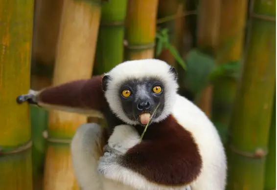 weird funny and absolutely unique animals of madagascar 12 pictures 10