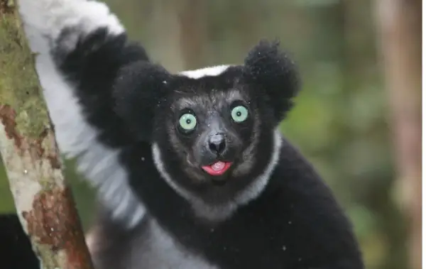 weird funny and absolutely unique animals of madagascar 12 pictures 4