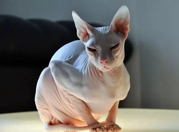 weirdest cat breeds ever 8