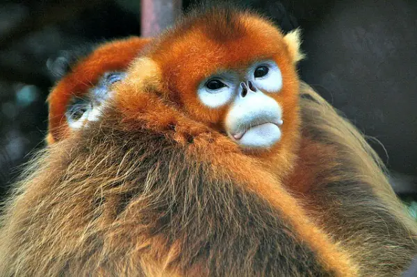 what do we have in common with the rarest monkey in the world 11 pictures 11