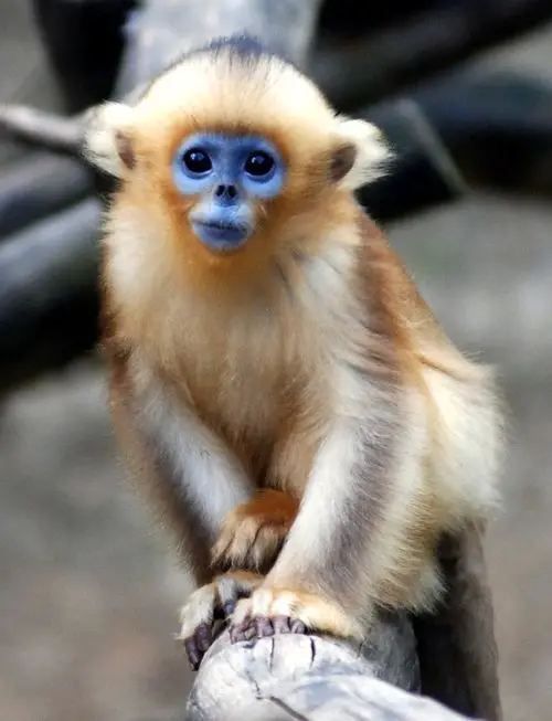 what do we have in common with the rarest monkey in the world 11 pictures 4