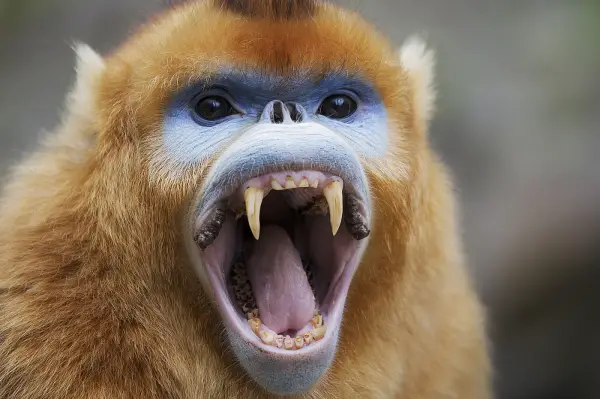 what do we have in common with the rarest monkey in the world 11 pictures 5