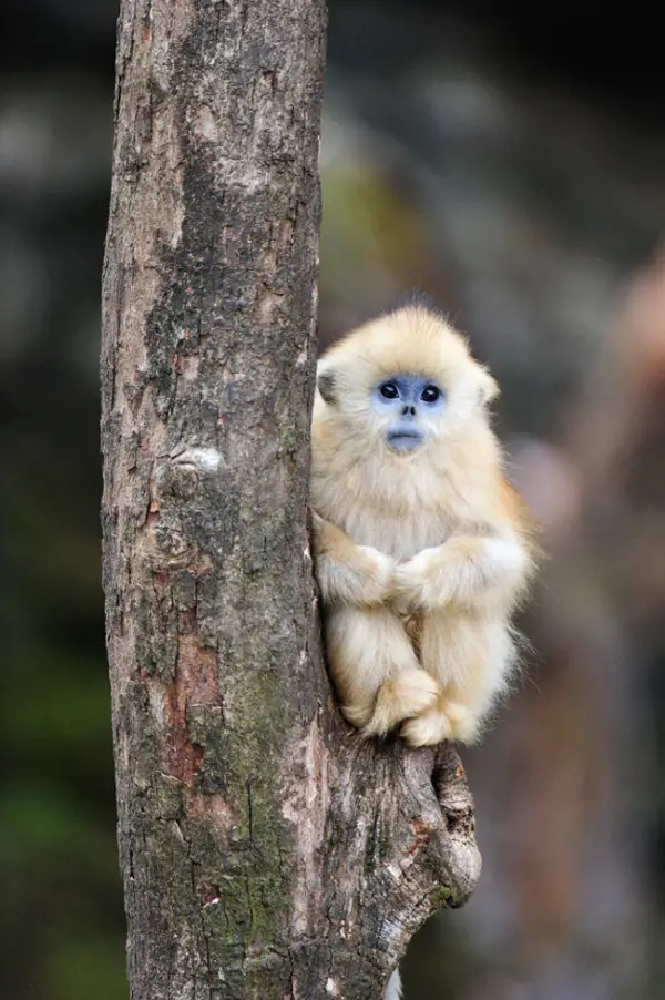 what do we have in common with the rarest monkey in the world 11 pictures 8