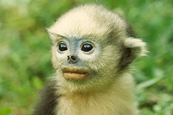 what do we have in common with the rarest monkey in the world 11 pictures 9