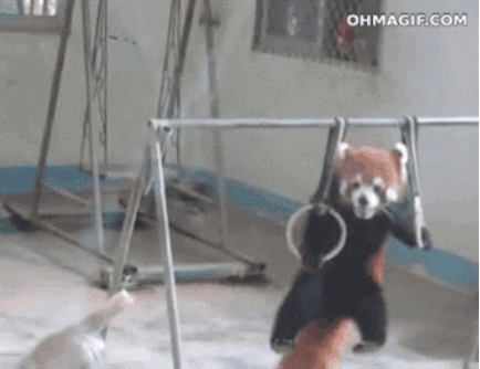 whats a day without some red panda gifs 10 gifs 1