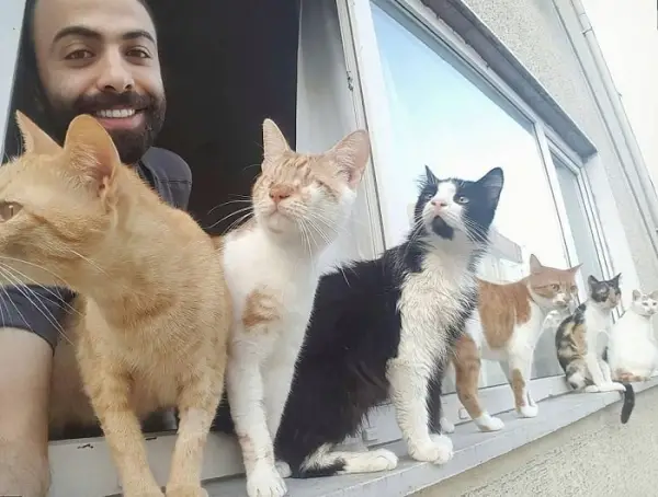 when a pianist saves cats from the streets magic happens 9 pictures 1 video 2