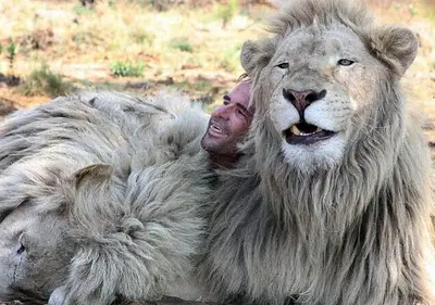 when work becomes pleasure 18 pics of lion whisperer from south africa 12