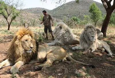 when work becomes pleasure 18 pics of lion whisperer from south africa 14