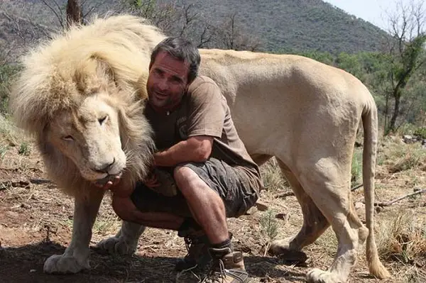 when work becomes pleasure 18 pics of lion whisperer from south africa 15
