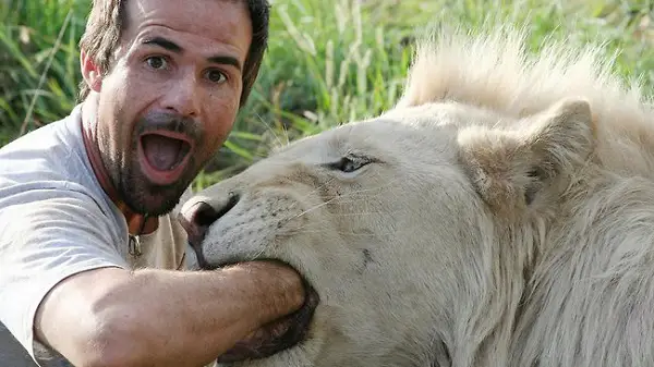 when work becomes pleasure 18 pics of lion whisperer from south africa 7