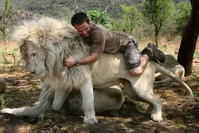 when work becomes pleasure 18 pics of lion whisperer from south africa 8