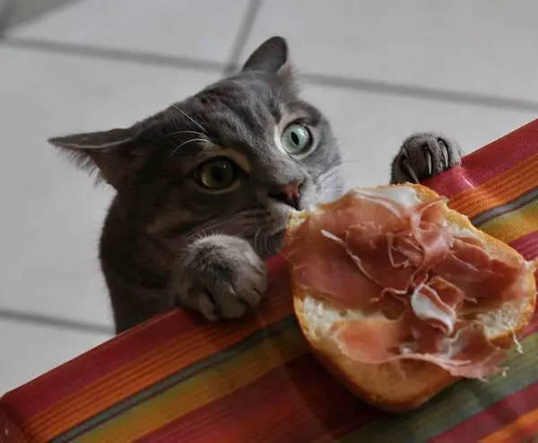 while they are stealing food they will steal your heart  15 pictures 1