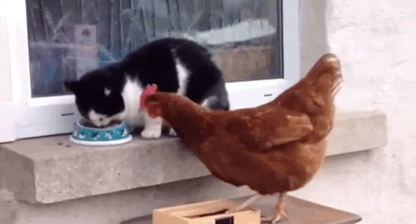while they are stealing food they will steal your heart  15 pictures 13