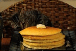while they are stealing food they will steal your heart  15 pictures 4