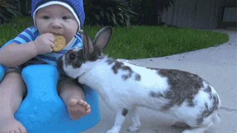 while they are stealing food they will steal your heart  15 pictures 9