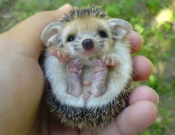 why a pygmy hedgehog is the perfect pet 10 pictures 10