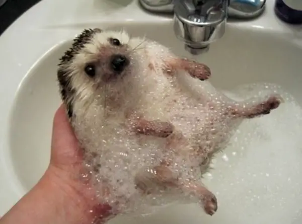 why a pygmy hedgehog is the perfect pet 10 pictures 2