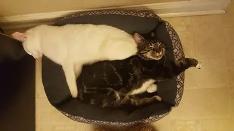 why cats need cat furniture 13