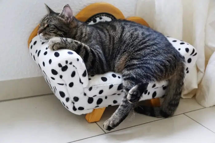 why cats need cat furniture 2
