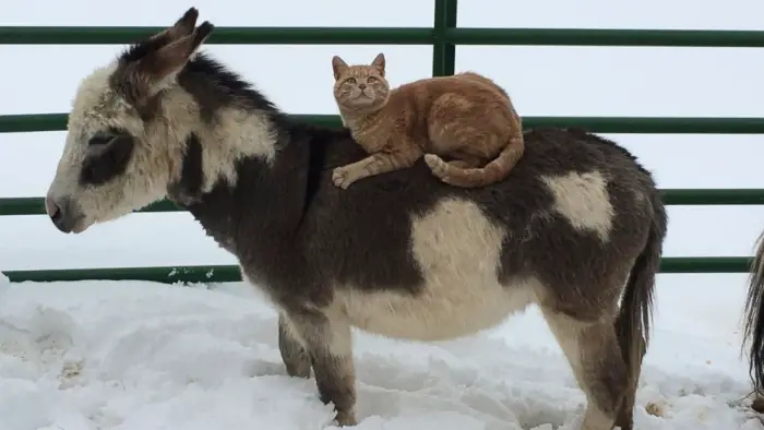 why is this bossy kitty riding farm animals all day 5