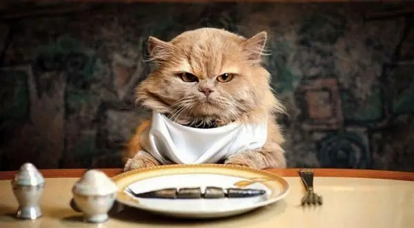 why is your cat a picky eater and what can you do about it 1