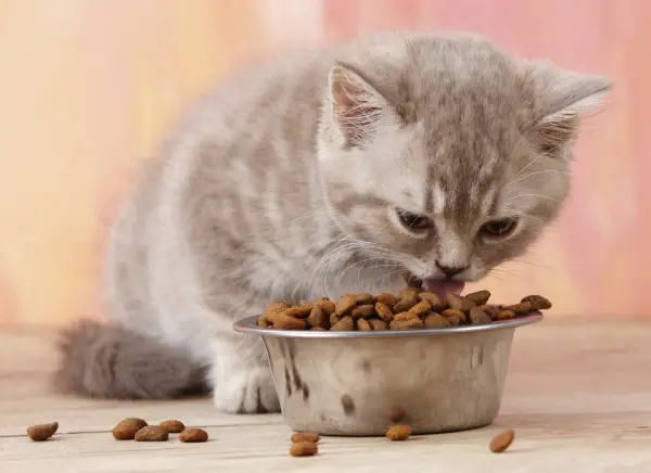 why is your cat a picky eater and what can you do about it 2