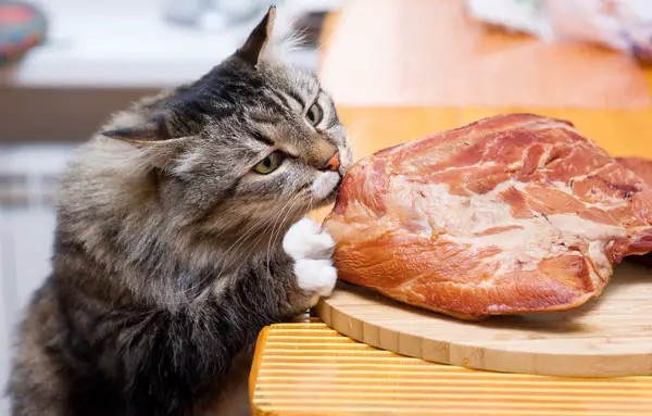 why is your cat a picky eater and what can you do about it 4