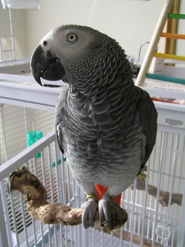 why should a parrot be your next pet 8 pictures 2