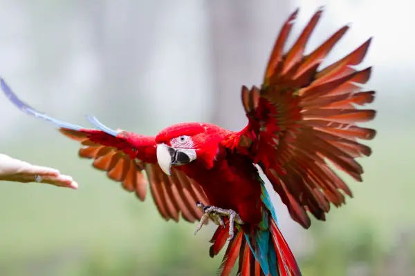 why should a parrot be your next pet 8 pictures 6
