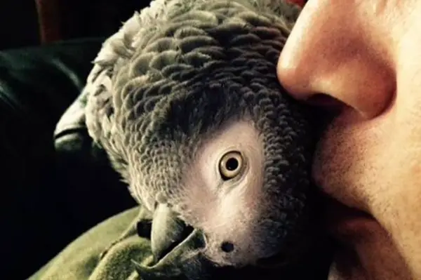 why should a parrot be your next pet 8 pictures 8