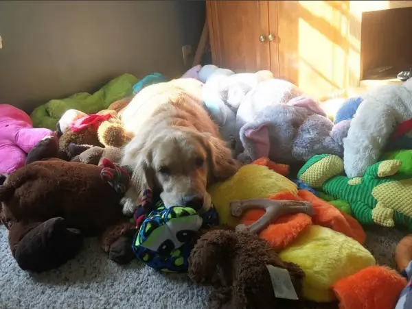 why this dog has a bed full of toys 15 pictures 14