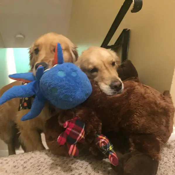 why this dog has a bed full of toys 15 pictures 9